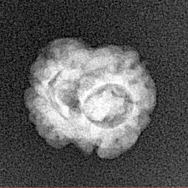 2 Mukhi Rudraksha 17.6mm 1.37gm - Xray