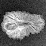 18 Mukhi Rudraksha 21mm 1.52gm - Xray