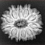 11 Mukhi Rudraksha 24mm 4gm - Xray