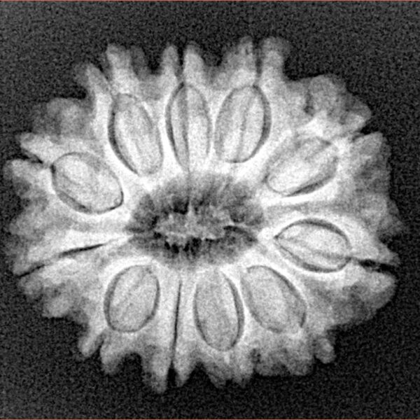 11 Mukhi Rudraksha 24mm 4gm - Xray