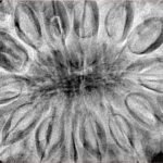 14 Mukhi Ganesh 41.1mm 13gm - Xray