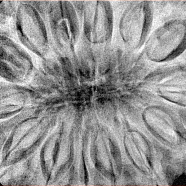 14 Mukhi Ganesh 41.1mm 13gm - Xray