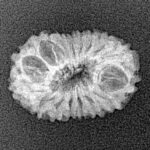 16 Mukhi Rudraksha 18.8mm 1.18gm - Xray