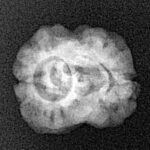2 Mukhi Rudraksha 20.6mm 1.62gm - Xray