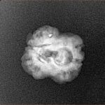 2 Mukhi Rudraksha 22.6mm 1.53gm - Xray