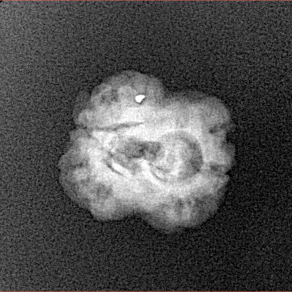 2 Mukhi Rudraksha 22.6mm 1.53gm - Xray