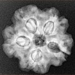 1MK(Underdeveloped) 23.3mm 4.47gm - Xray