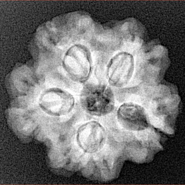 1MK(Underdeveloped) 23.3mm 4.47gm - Xray