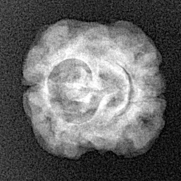 2 Mukhi Rudraksha 22.2mm 1.92gm - Xray