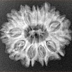 12 Mukhi Rudraksha 24.3mm 3.38gm - Xray
