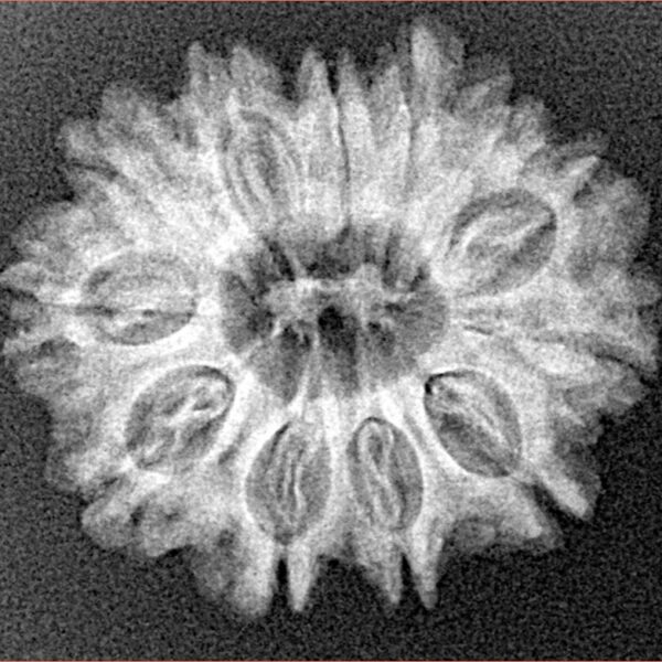 12 Mukhi Rudraksha 24.3mm 3.38gm - Xray