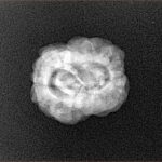 2 Mukhi Rudraksha 22.1mm 1.98gm - Xray