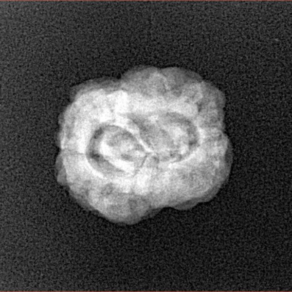 2 Mukhi Rudraksha 22.1mm 1.98gm - Xray