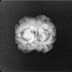 2 Mukhi Rudraksha 20.3mm 1.78gm - Xray