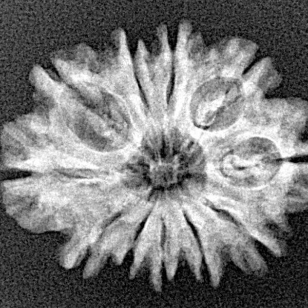 11 Mukhi Rudraksha 23.9mm 2.6gm - Xray