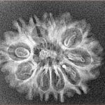 12 Mukhi Rudraksha 25.8mm 1.46gm - Xray