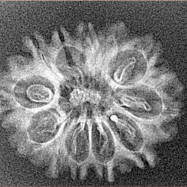 12 Mukhi Rudraksha 25.8mm 1.46gm - Xray