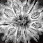 11 Mukhi Rudraksha 32.8mm 7.94gm - Xray