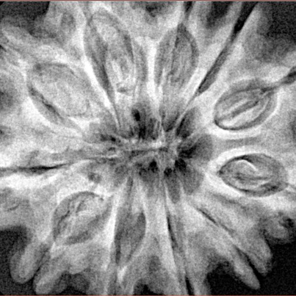 11 Mukhi Rudraksha 32.8mm 7.94gm - Xray