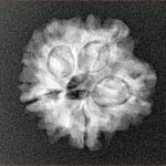 1MK(Underdeveloped) 19.5mm 2.57gm - Xray