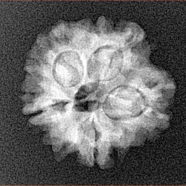 1MK(Underdeveloped) 19.5mm 2.57gm - Xray