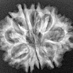 10 Mukhi Rudraksha 26.6mm 4.53gm - Xray