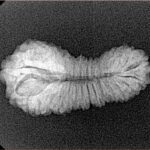 31 Mukhi Rudraksha 25.8mm 1.85gm - Xray