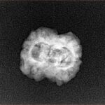 2 Mukhi Rudraksha 24mm 1.9gm - Xray