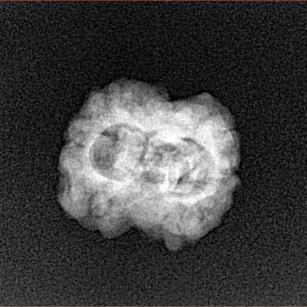 2 Mukhi Rudraksha 24mm 1.9gm - Xray