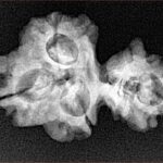 Sawar/Ganesh (3+1) 25.8mm 2.8gm - Xray