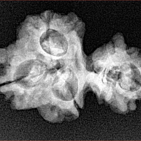 Sawar/Ganesh (3+1) 25.8mm 2.8gm - Xray