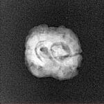 2 Mukhi Rudraksha 20.7mm 1.44gm - Xray