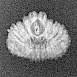 21 Mukhi Rudraksha 14.5mm 0.63gm - Xray