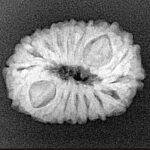 17 Mukhi Rudraksha 22.3mm 2.74gm - Xray