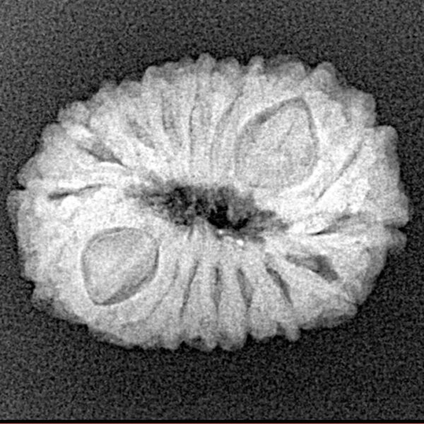 17 Mukhi Rudraksha 22.3mm 2.74gm - Xray