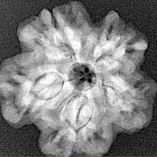 1MK(Underdeveloped) 23.5mm 4gm - Xray