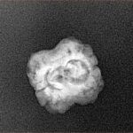 2 Mukhi Rudraksha 21.2mm 1.58gm - Xray