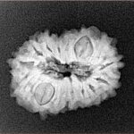 15 Mukhi Rudraksha 22.1mm 2.74gm - Xray