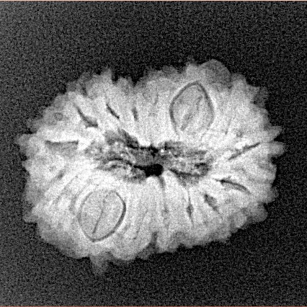 15 Mukhi Rudraksha 22.1mm 2.74gm - Xray