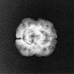 2 Mukhi Rudraksha 20.3mm 1.51gm - Xray