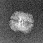 2 Mukhi Rudraksha 18.4mm 0.48gm - Xray