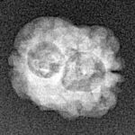 2 Mukhi Rudraksha 17.7mm 1.19gm - Xray