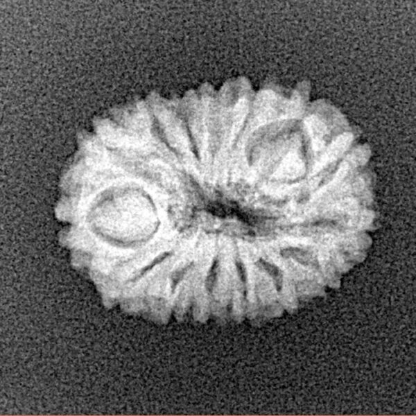 15 Mukhi Rudraksha 18.1mm 1.38gm - Xray