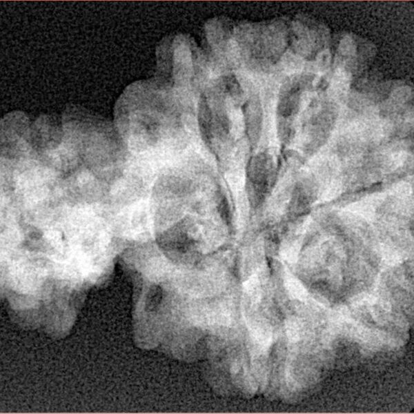 Sawar/Ganesh (5+1) 32.4mm 4.94gm - Xray