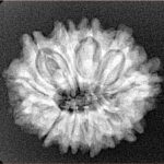 12 Mukhi Rudraksha 24.6mm 3.73gm - Xray