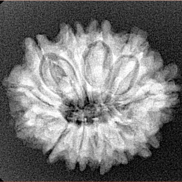12 Mukhi Rudraksha 24.6mm 3.73gm - Xray
