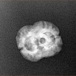 2 Mukhi Rudraksha 20.7mm 1.6gm - Xray