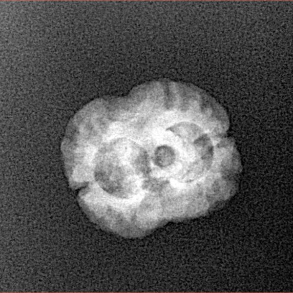 2 Mukhi Rudraksha 20.7mm 1.6gm - Xray