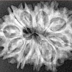 12 Mukhi Rudraksha 27.1mm 3.9gm - Xray