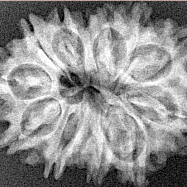 12 Mukhi Rudraksha 27.1mm 3.9gm - Xray